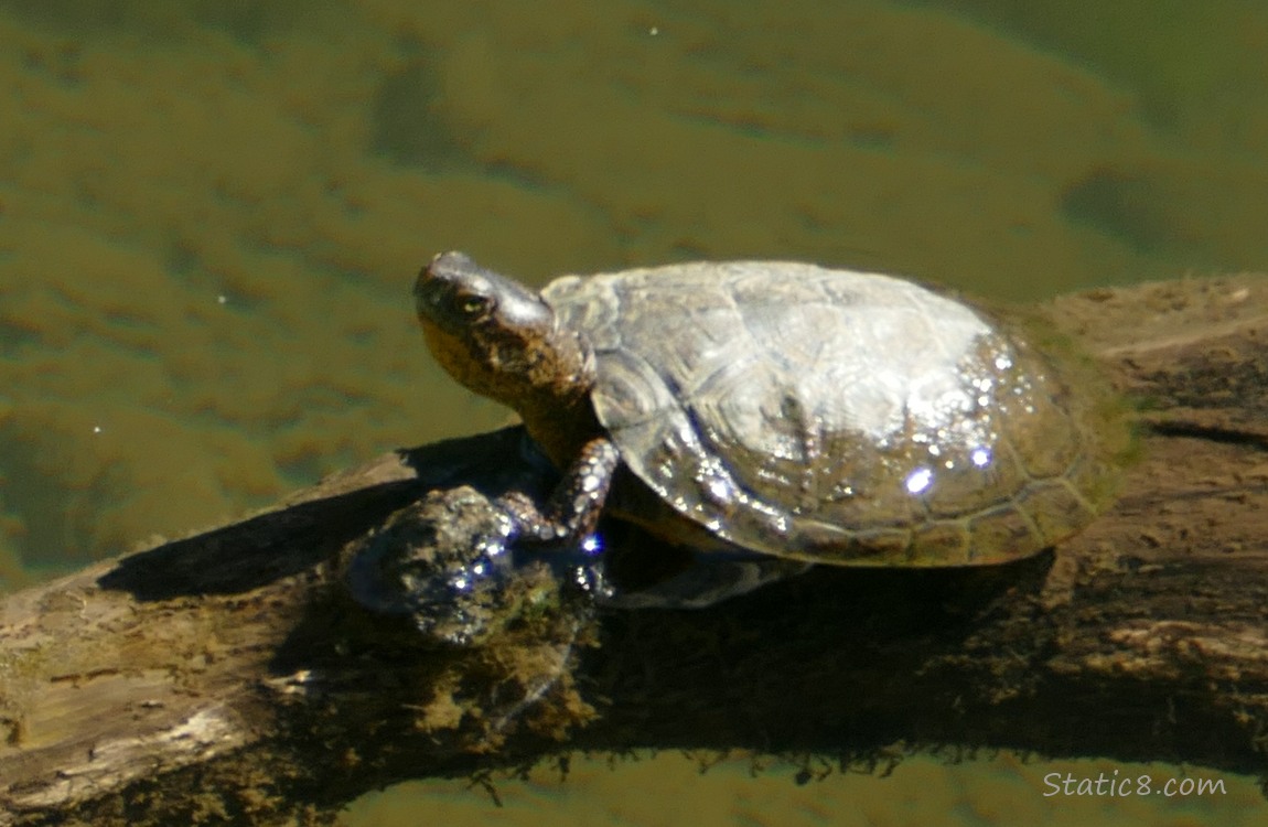 Turtle sitting on a partially submerged log