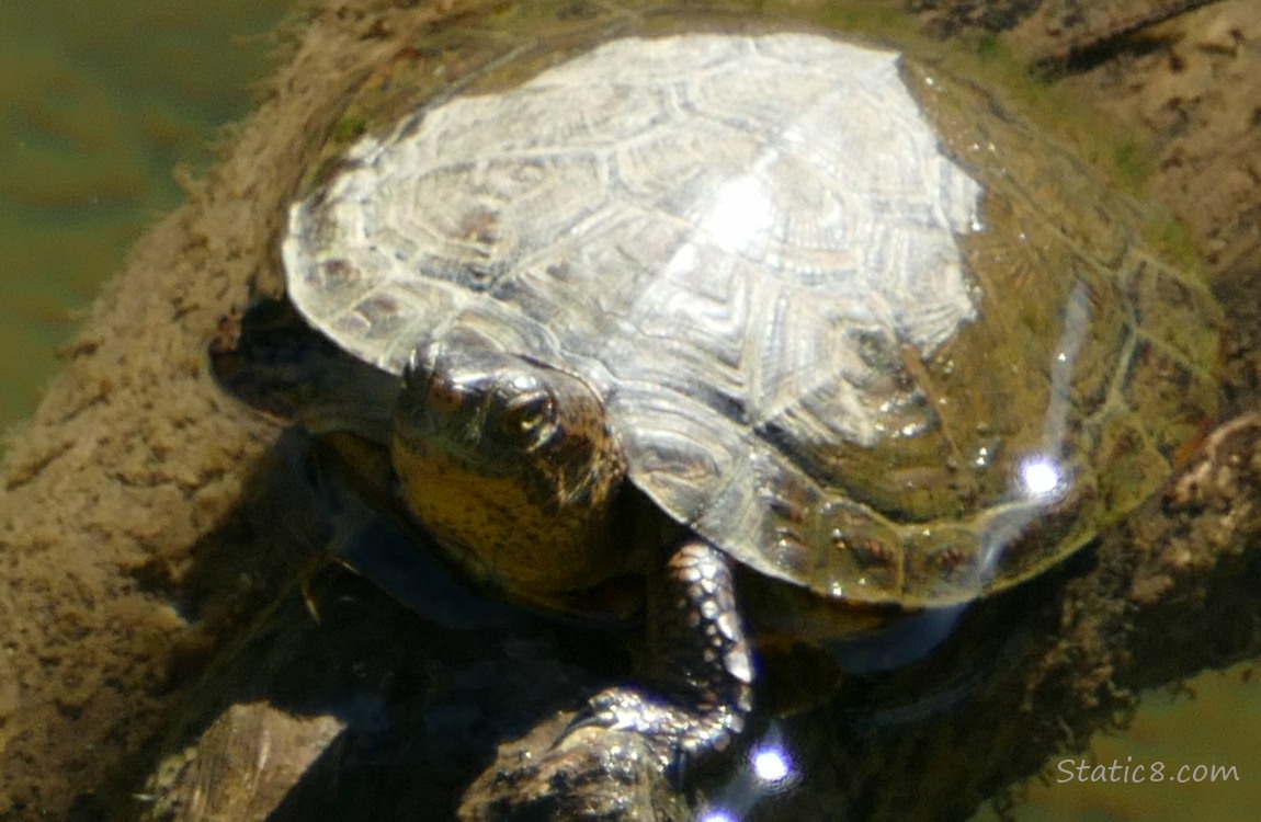 Turtle sitting on a partially submerged log