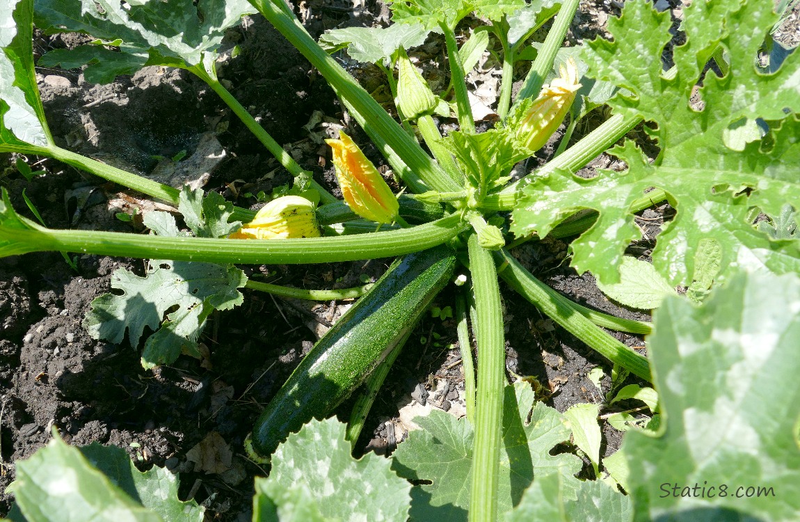 Zucchini fruit growing on the vine