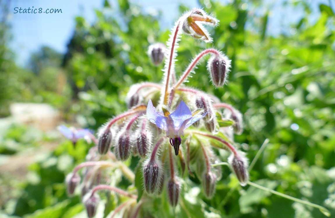 Borage bloom