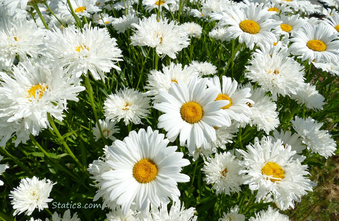 Daisy blooms