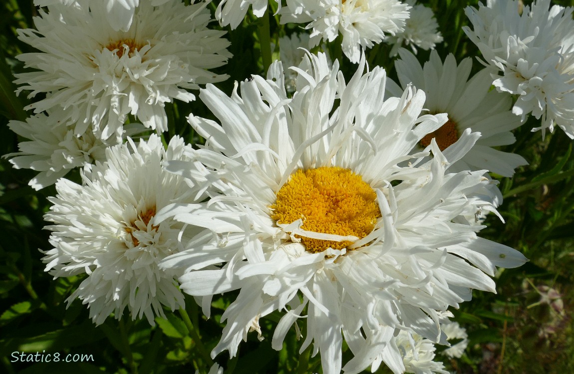 Daisy blooms