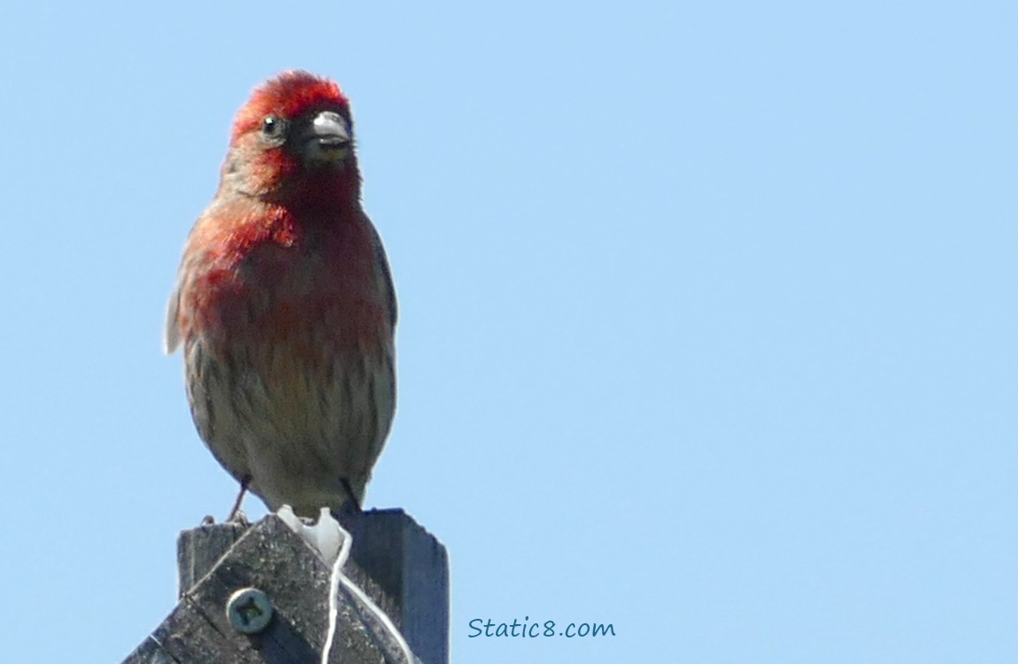 Male House Finch standing on a wood post, blue sky behind him