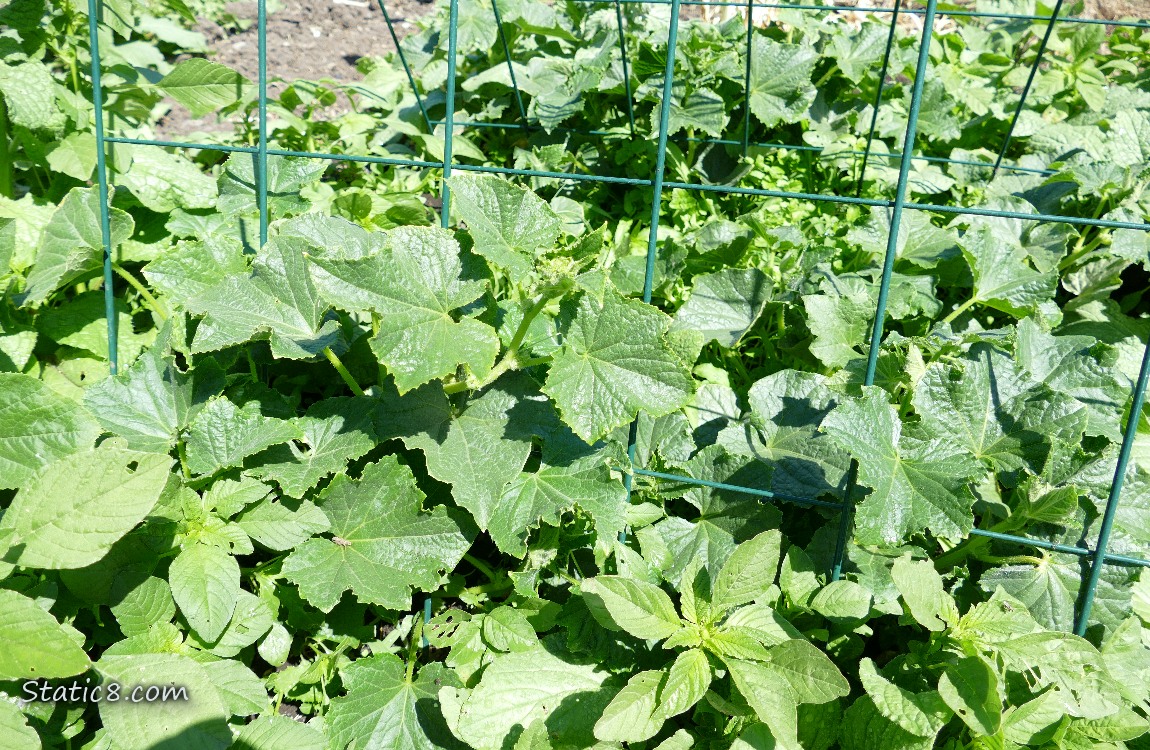 Cucumber vines