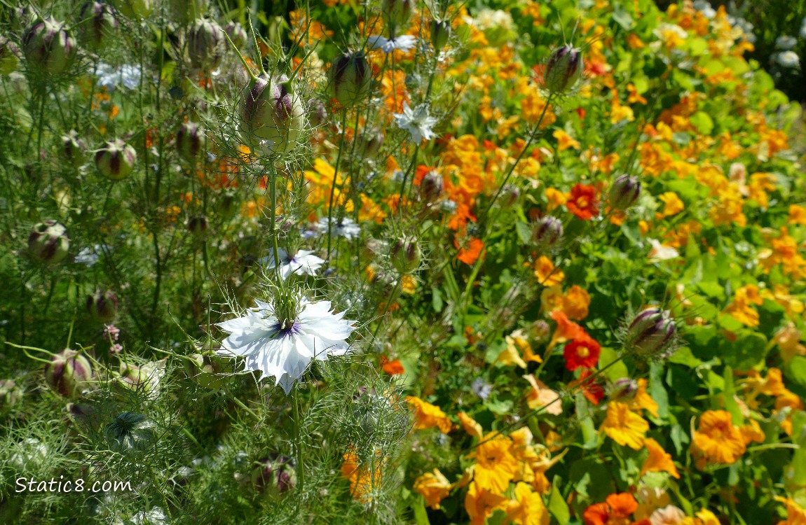 Love in a Mist bloom and seed pods in front of orange Nasturtium blooms