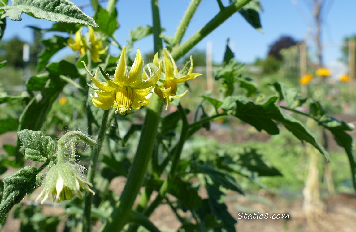 Tomato blooms