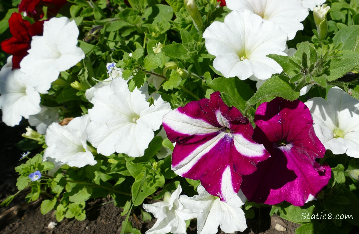 White Petunias