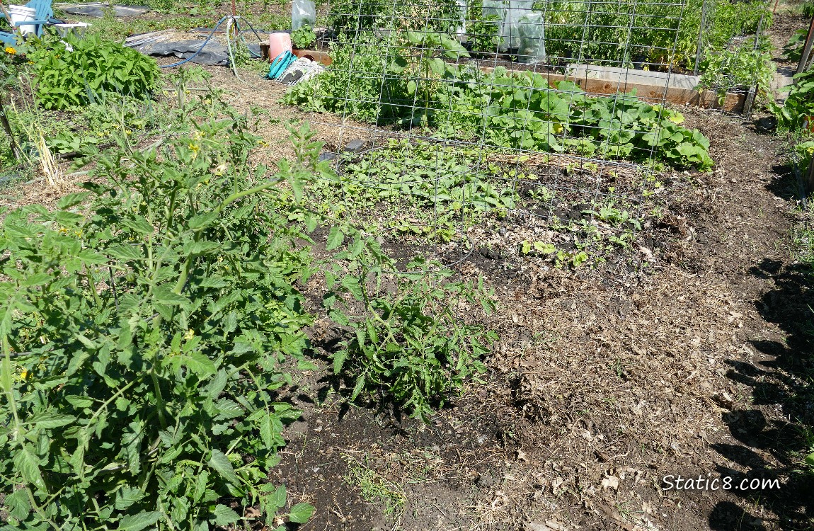 Garden Plot