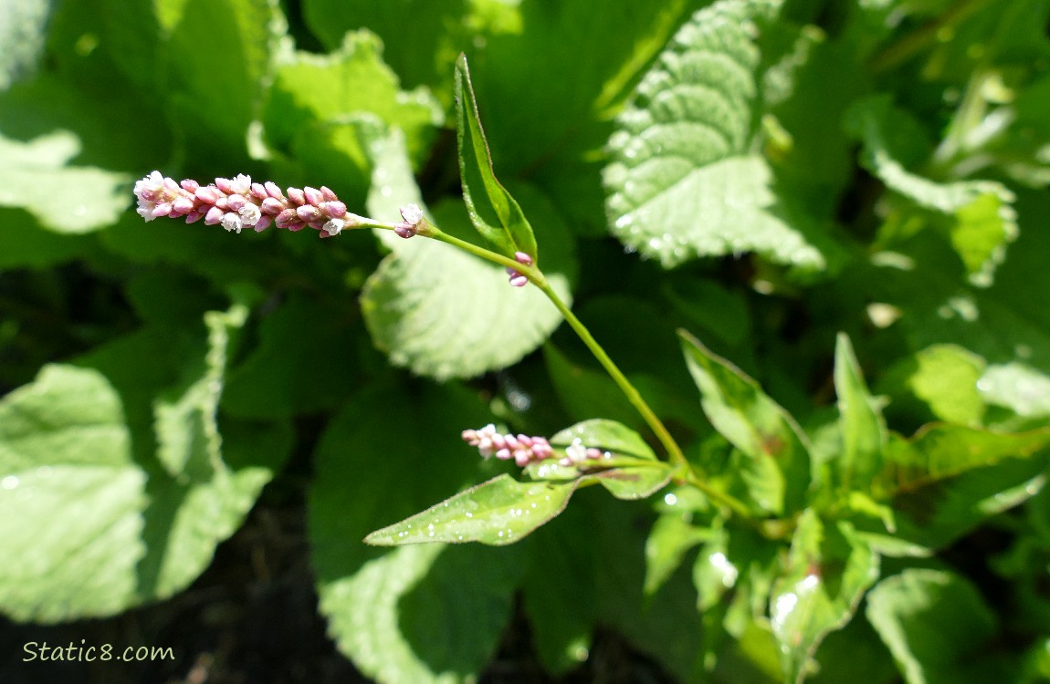 Smartweed blooms