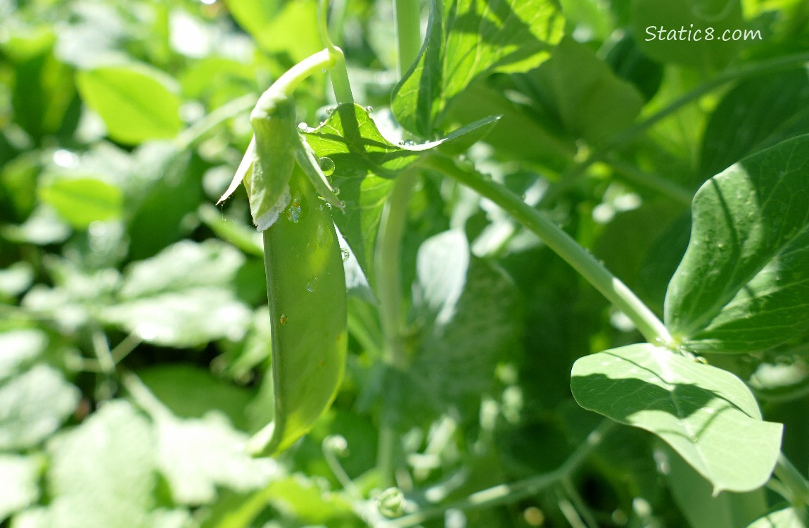 Snap Pea pod on the vine