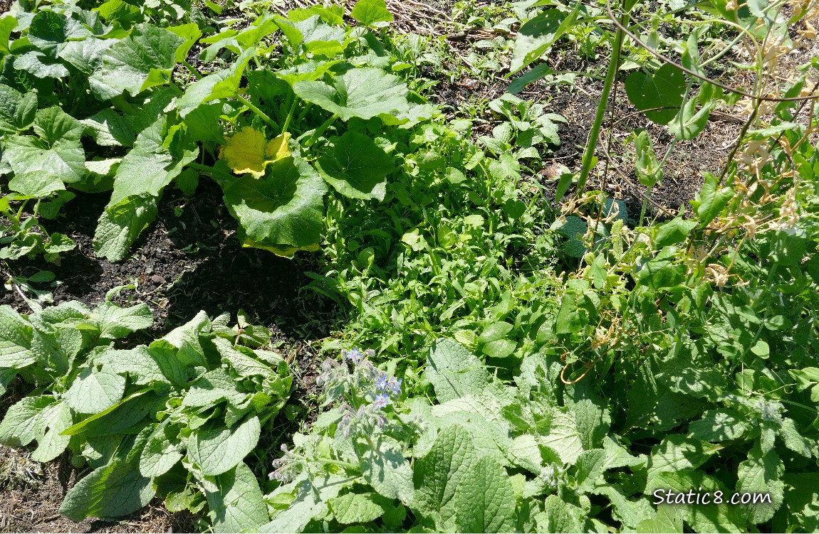 Garden plot