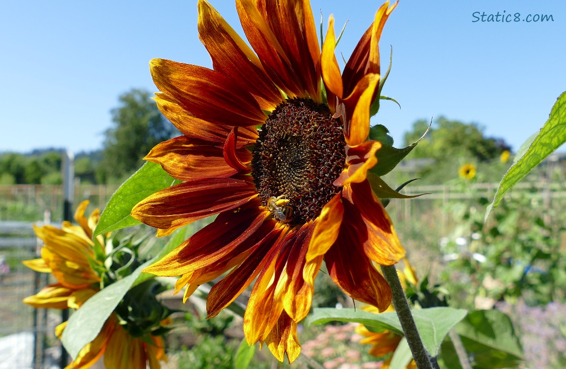 Red Sunflower with a Honey Bee