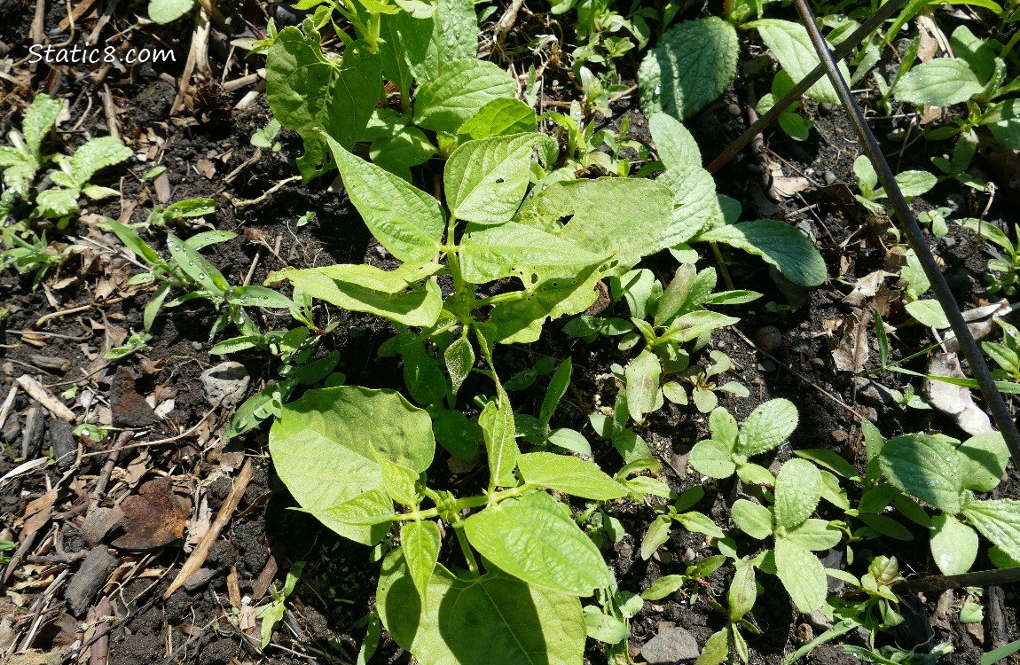 Bean seedlings