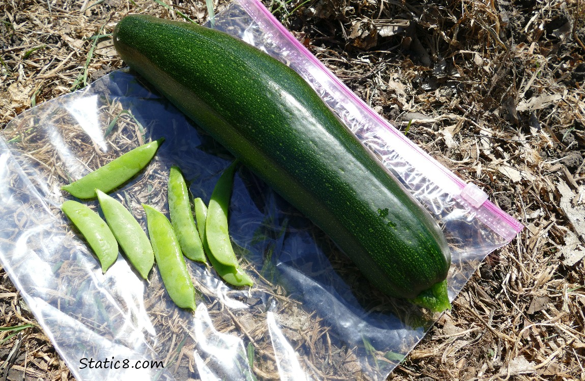 Harvest: Big Green Zucchini and some snap peas