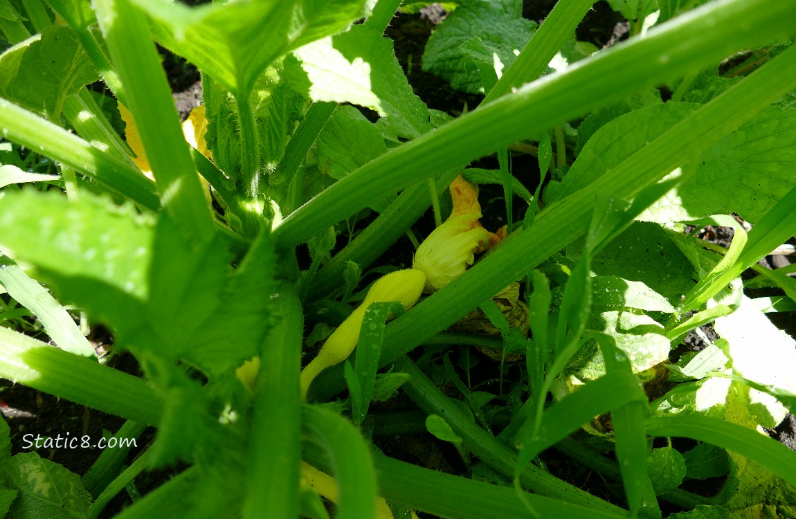 Crookneck fruit, growing on the vine