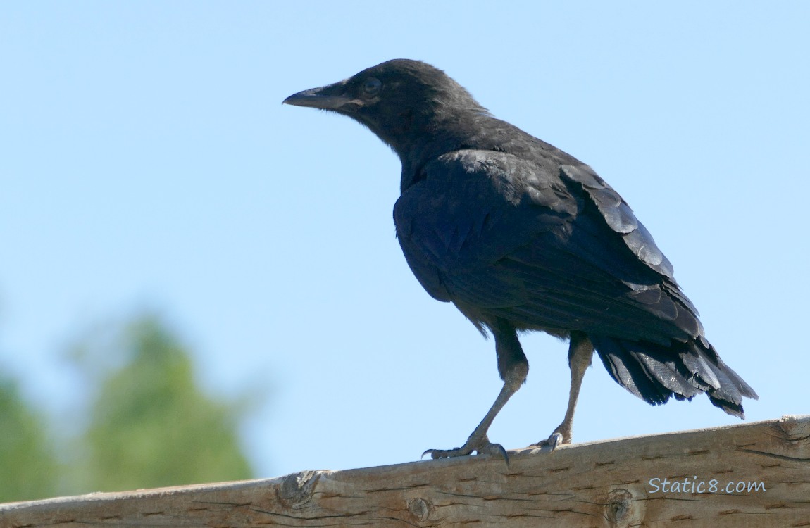 Crow stading on a wood fence