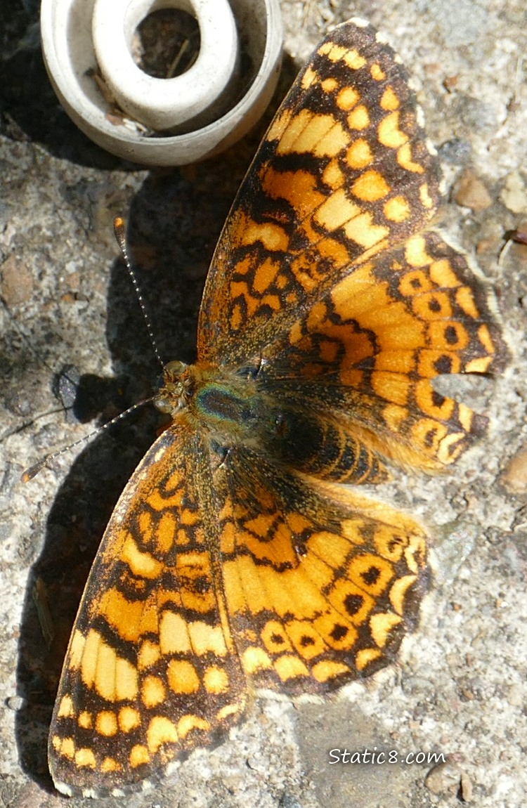 Orange butterfly standing on the sidewalk