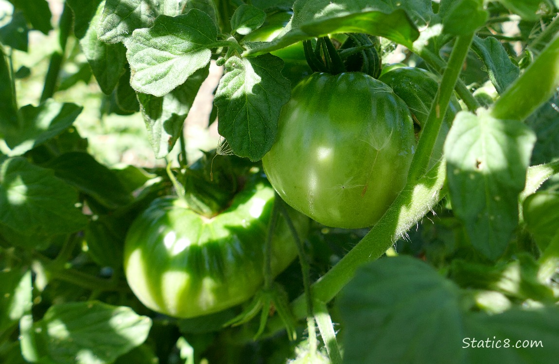 Green tomatoes growing on the vine