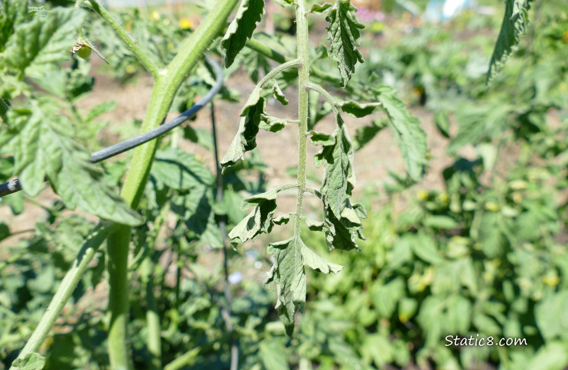 Wilted tomato plant leaves