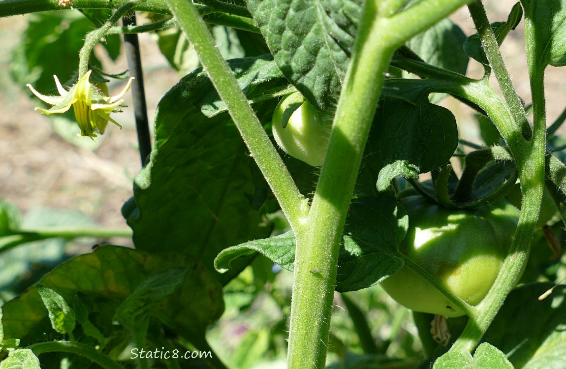 Green tomatoes and a blossom on the vine