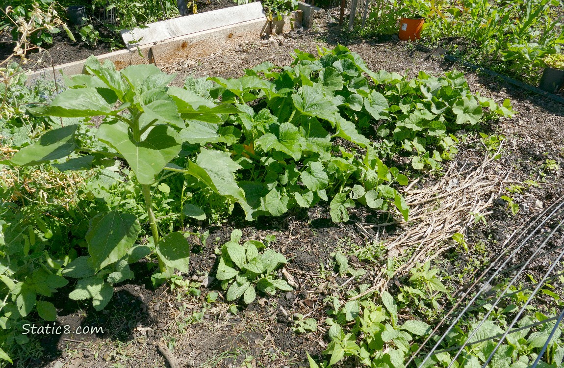 Garden Plot