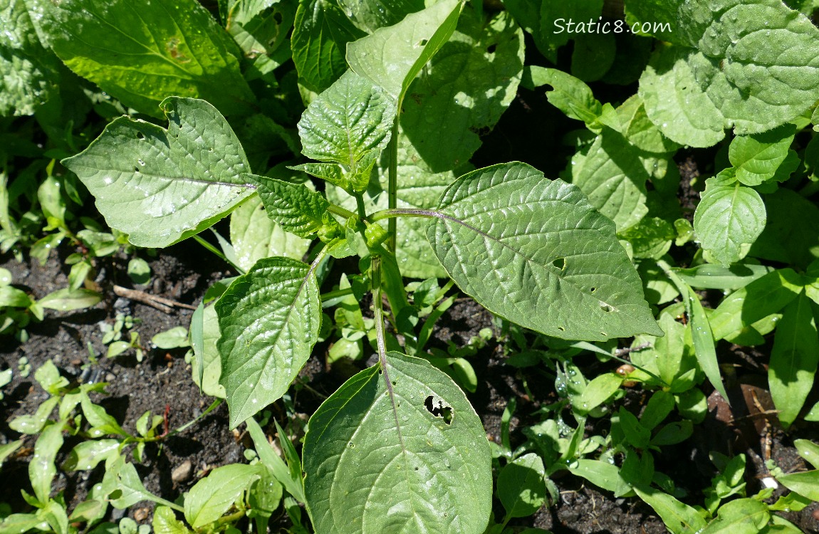 Small Tomatillo plant growing