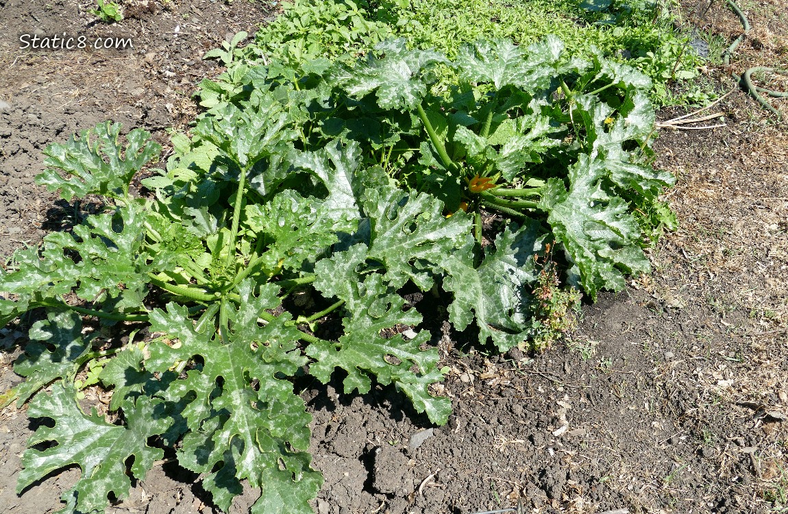 Zucchini plants