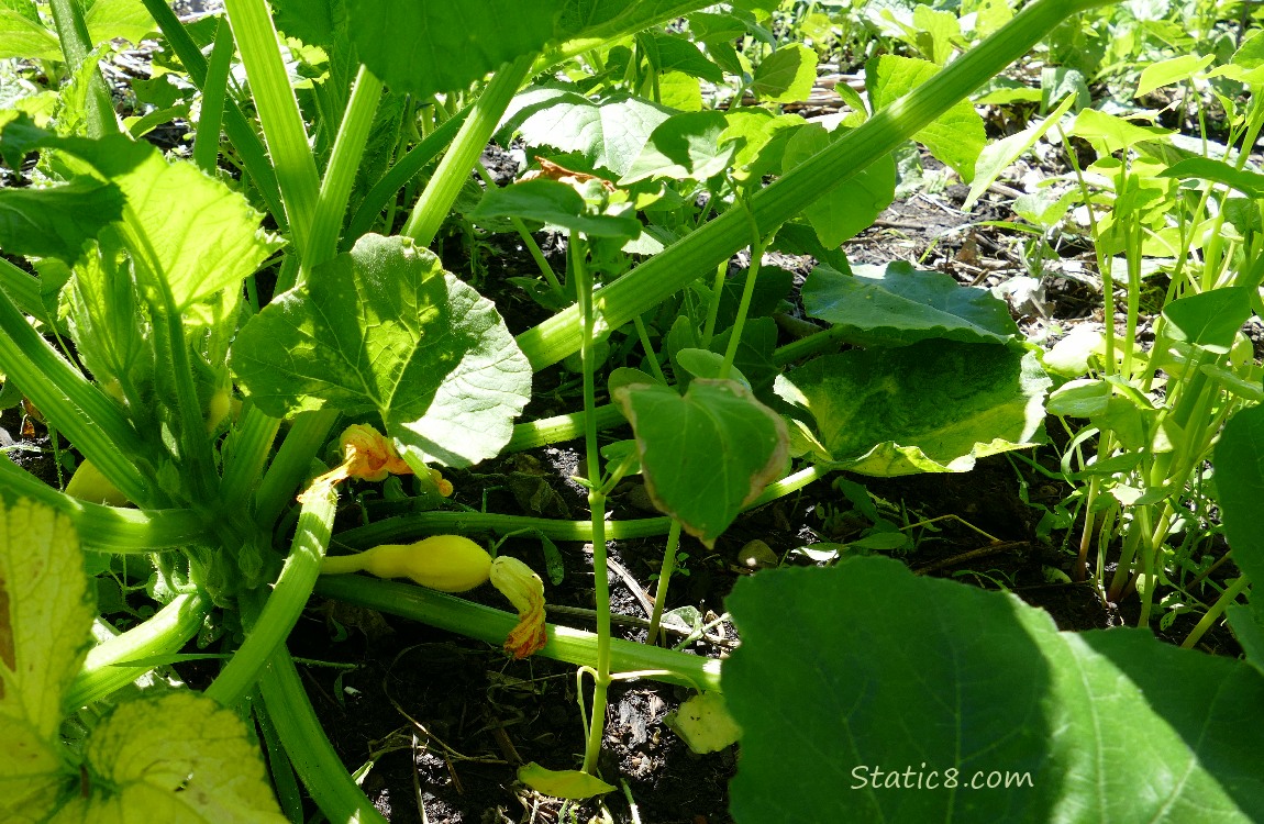 Small Crookneck fruit growing on the vine