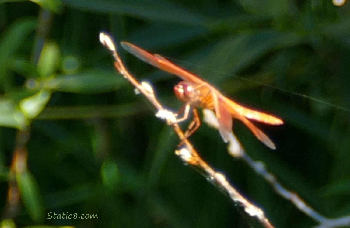 Red Dragonfly standing on a twig