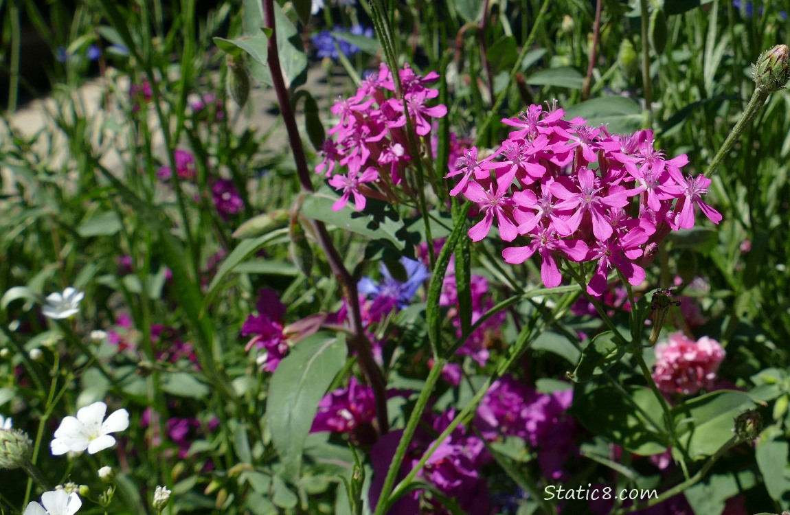 Purple flowers