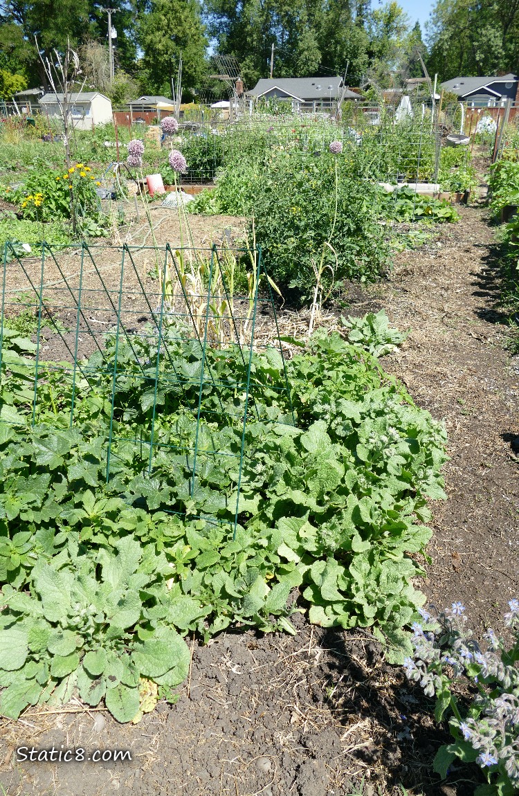 Garden Plot