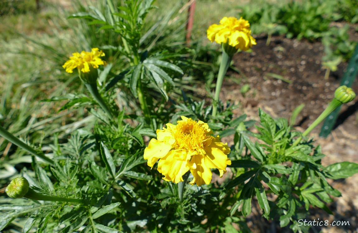 Marigold blooms