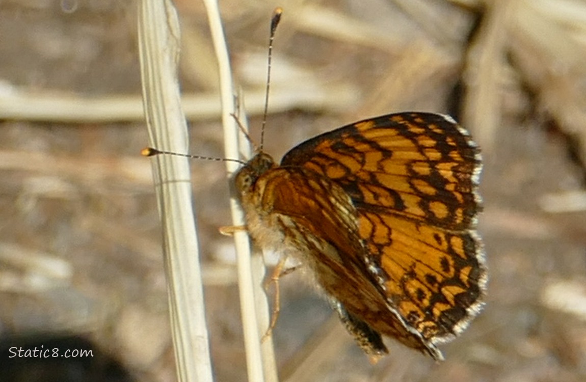 Butterfly standingon a stalk of dried grass