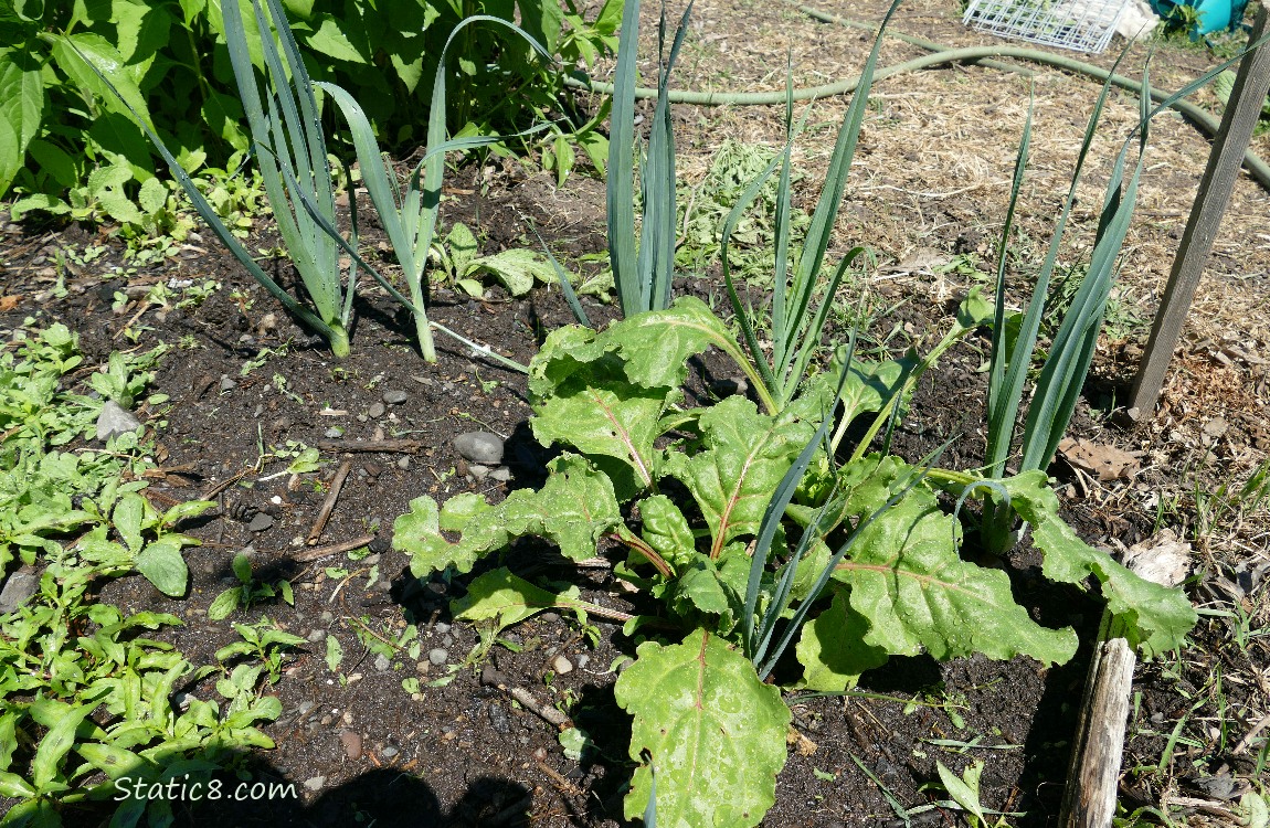 Garden plot