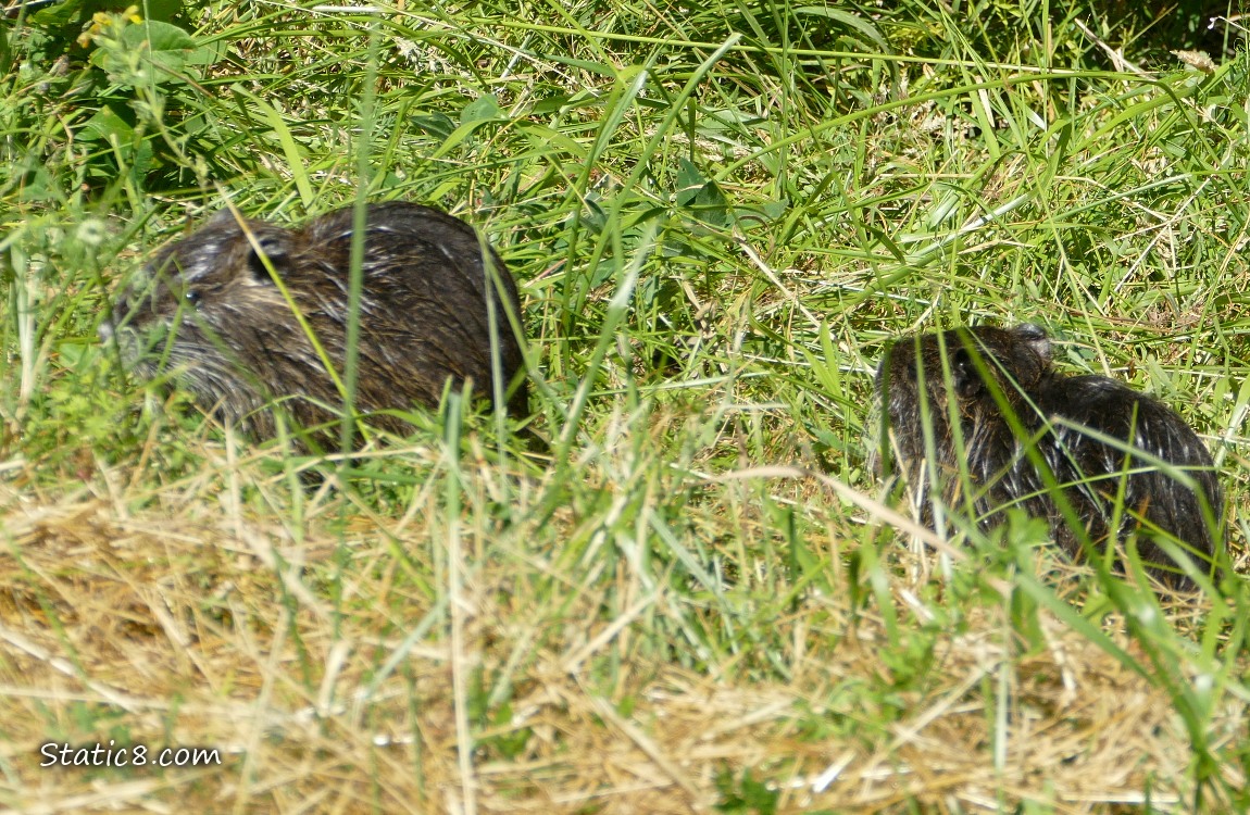 Two Nutrias sitting in the grass