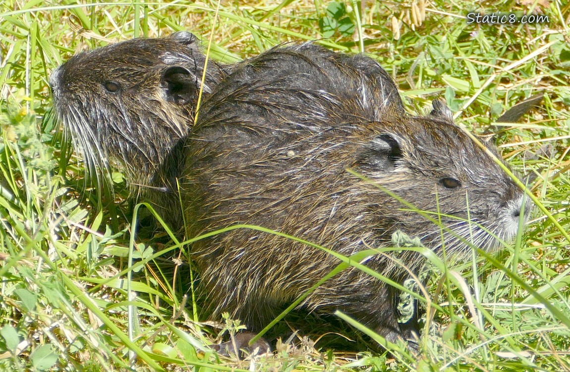 Two Nutrias sitting in the grass