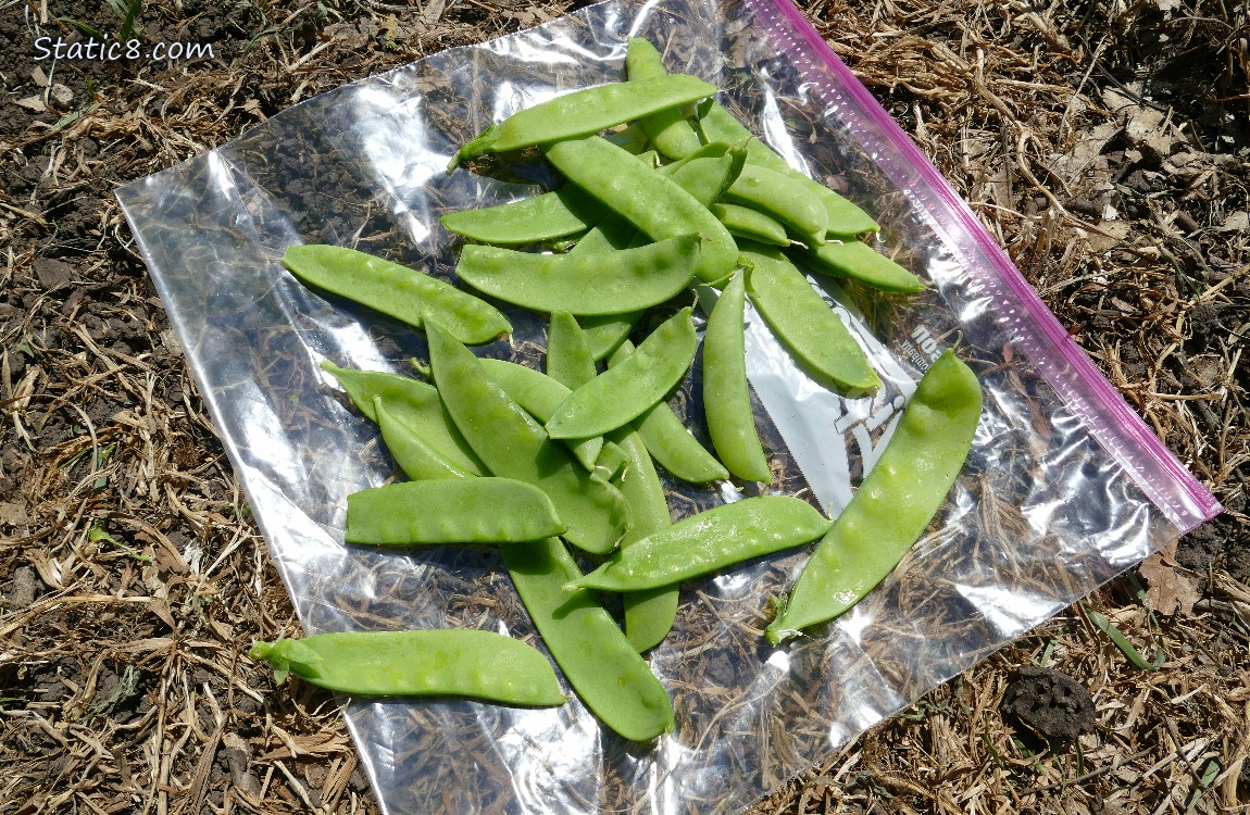 Picked Snap Peas, lying on a ziplock bag on the ground