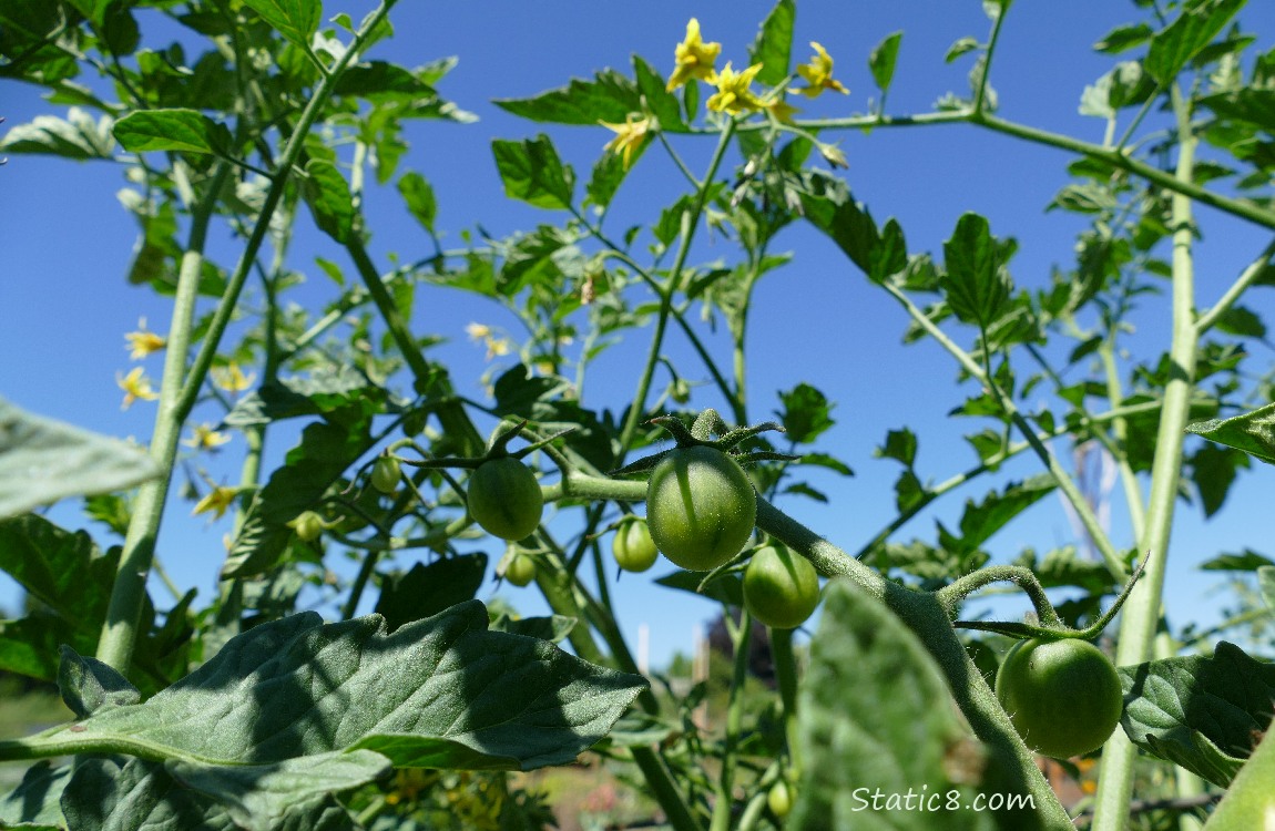 Green Cherry Tomatoes and blossoms on the vine, the blue sky in the background