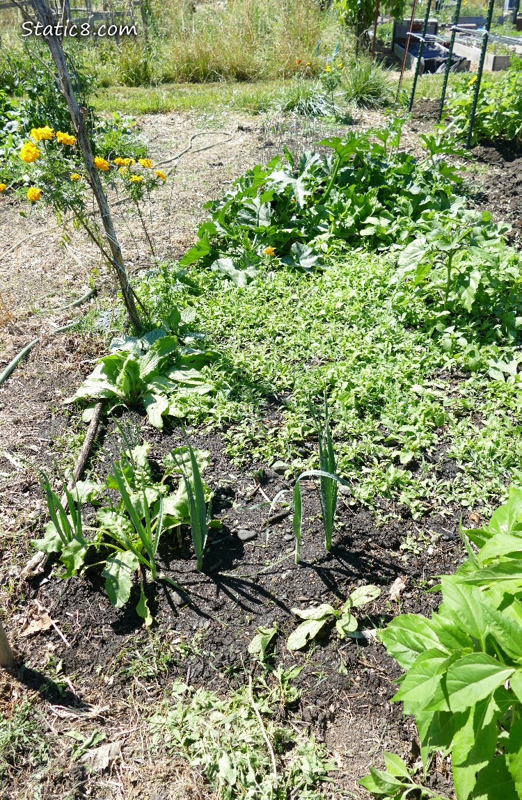 garden plot