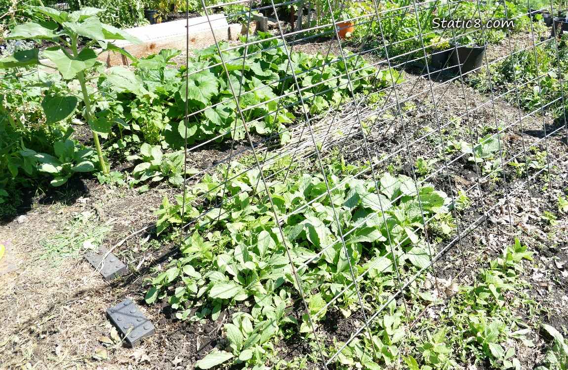 Garden Plot