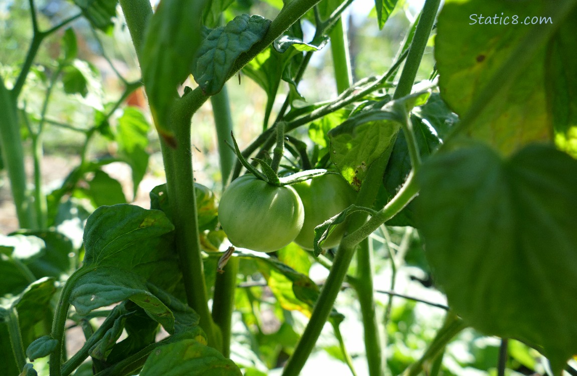 Green tomato on the vine