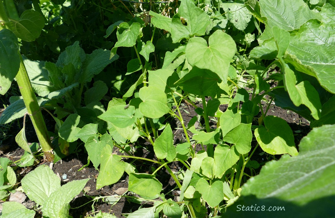 Buckwheat growing