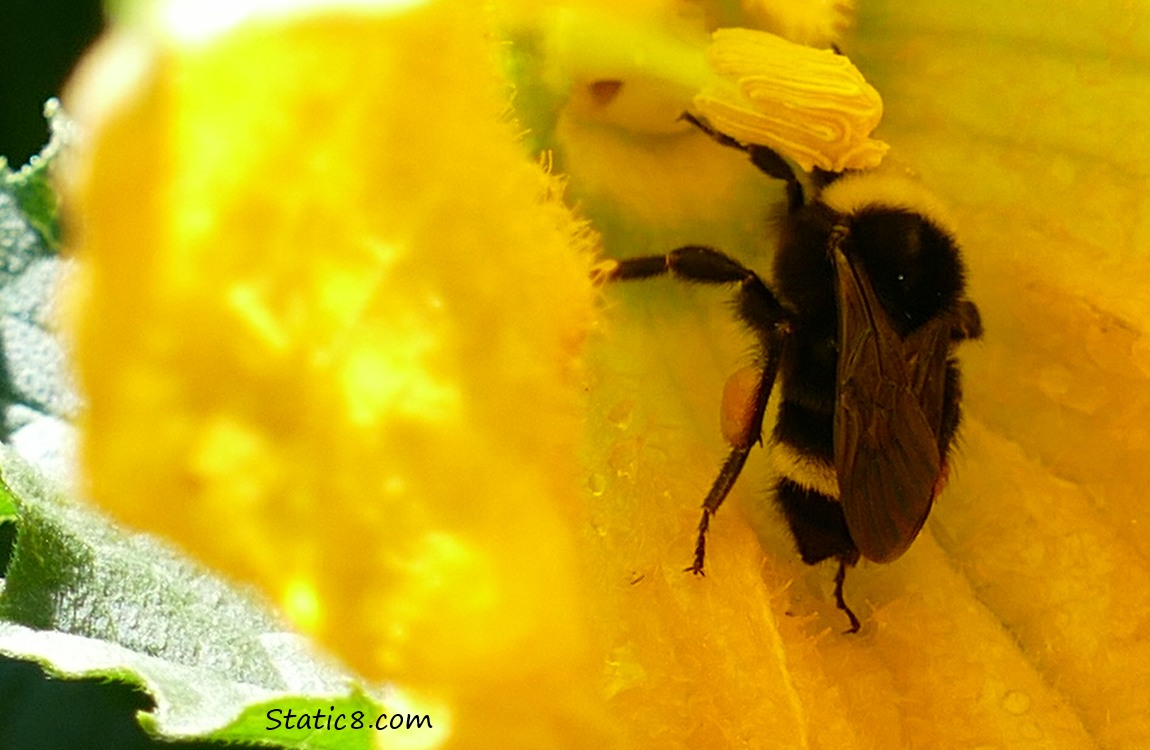 Bumblebee in a squash bloom