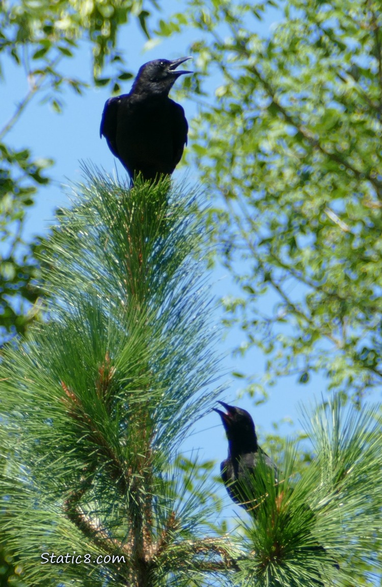 Crows standing in a pine tree, cawing