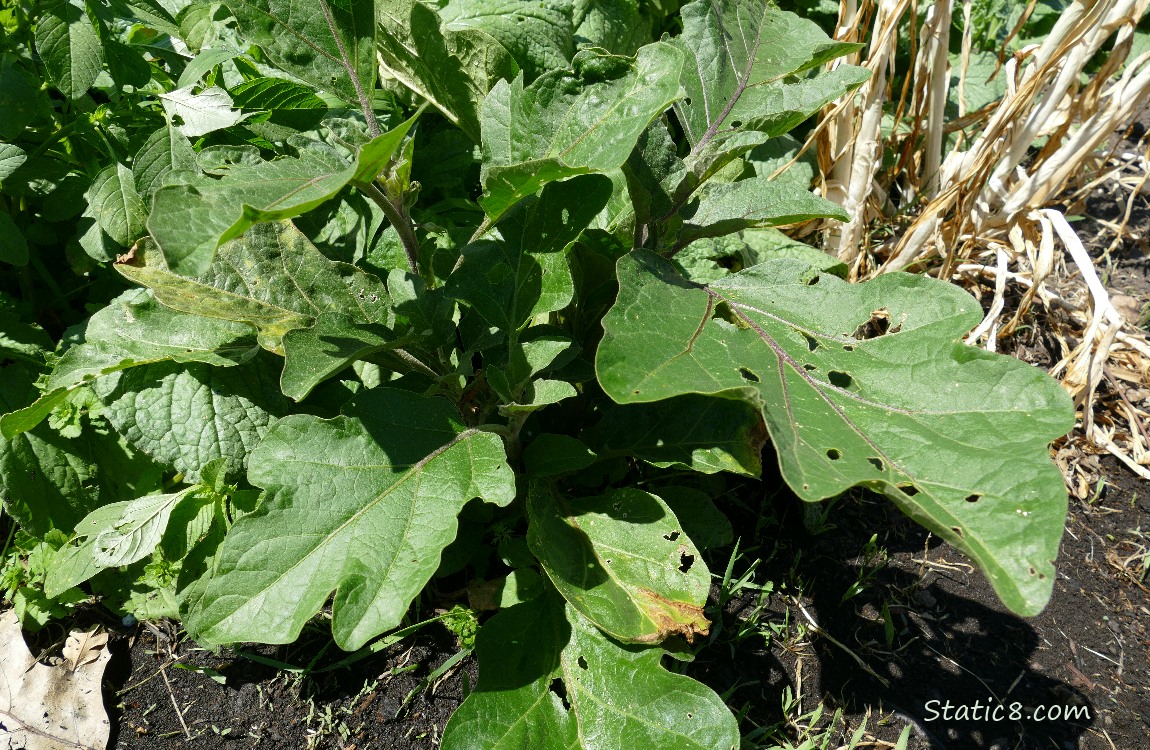 Eggplant growing in the ground