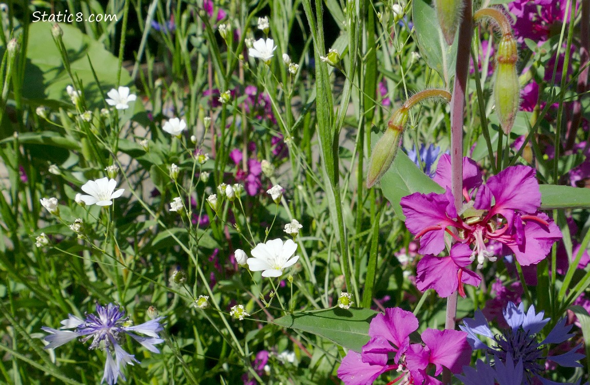 Flowers