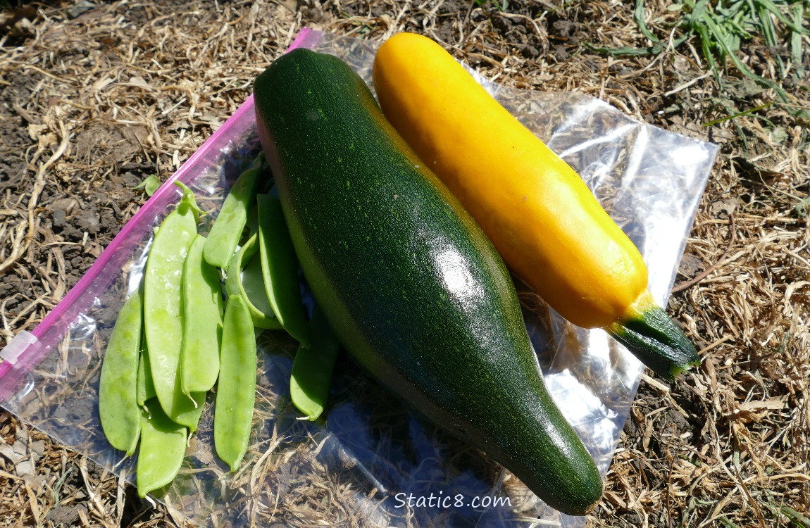 Picked zucchinis and some snap peas lying on a ziplock bag on the ground