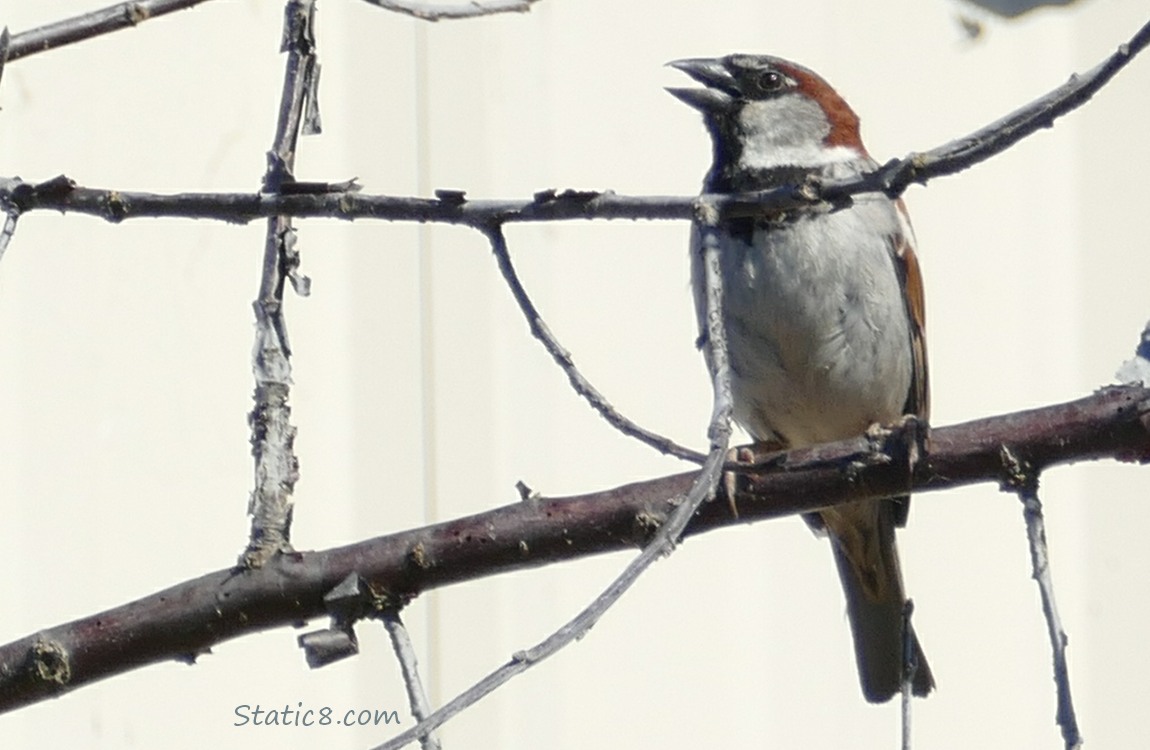 House Sparrow singing on a twig