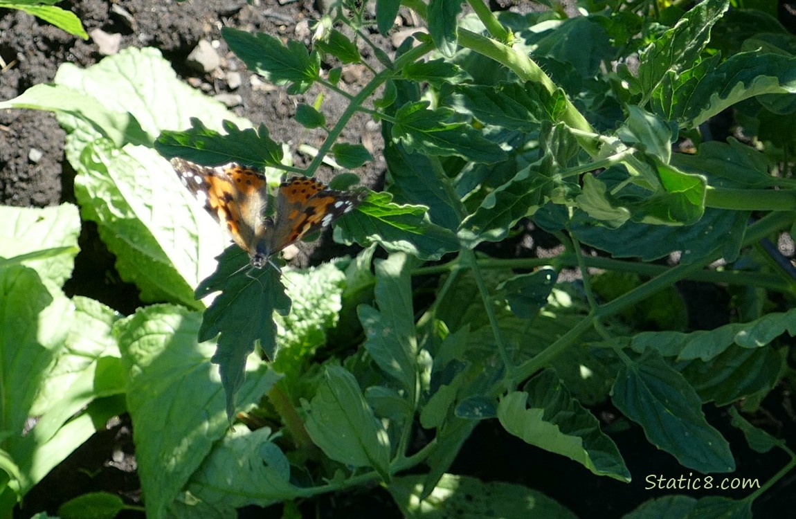 Painted Lady Butterfly sitting on a tomato leaf