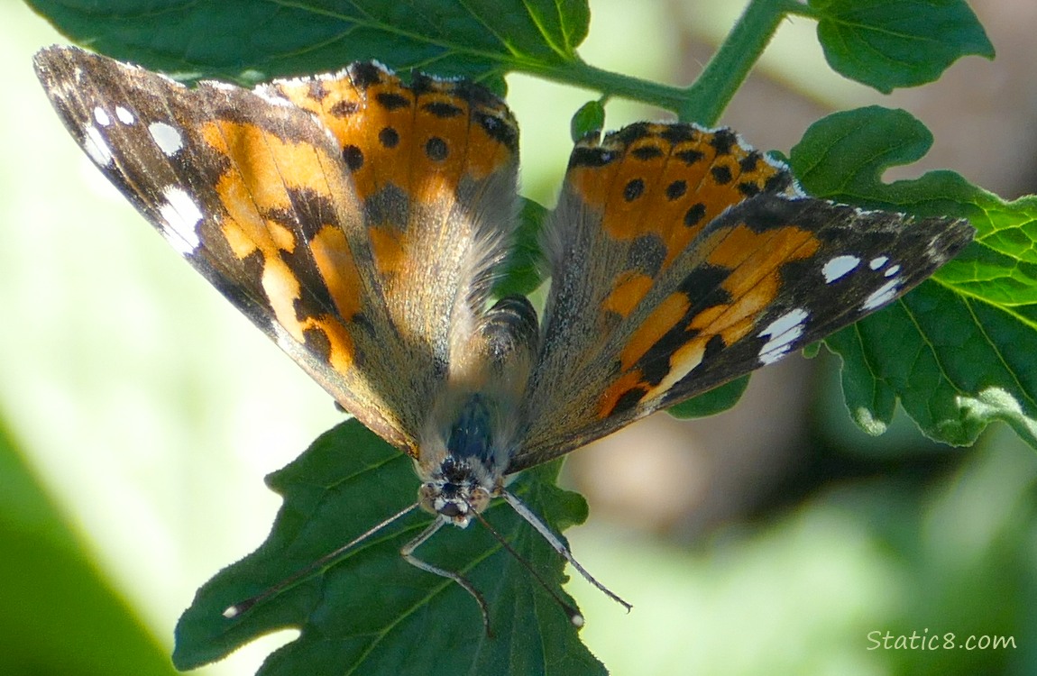 Painted Lady Butterfly sitting on a tomato leaf